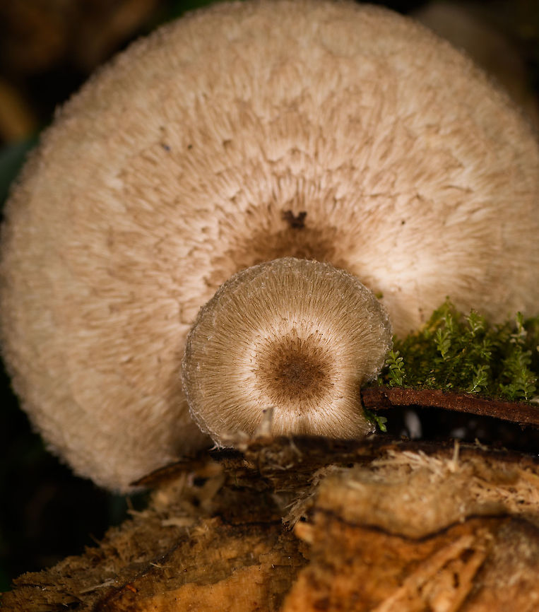 Volvariella sp., Hairy-capped fungus, Ranomafana, Colombia A view from the top. Did I take any useful shots from other angles, you might ask? Nope, sorry. Africa,Madagascar,Madagascar 2019,Ranomafana National Park,World