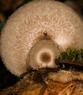 Volvariella sp., Hairy-capped fungus, Ranomafana, Colombia A view from the top. Did I take any useful shots from other angles, you might ask? Nope, sorry. Africa,Madagascar,Madagascar 2019,Ranomafana National Park,World