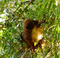 Red-bellied Lemur - feeding 3, Ranomafana, Madagascar We found this Red-bellied Lemur on our morning hike as it was making a lot of noise straight above us in the canopy. They are loud and sloppy eaters. Taking loud cracks at the nuts and constantly dropping the leftovers. In one of the shots you can see such a drop.<br />
https://www.jungledragon.com/image/84726/red-bellied_lemur_-_feeding_1_ranomafana_madagascar.html<br />
https://www.jungledragon.com/image/84724/red-bellied_lemur_-_feeding_2_ranomafana_madagascar.html<br />
https://www.jungledragon.com/image/84723/red-bellied_lemur_-_feeding_4_ranomafana_madagascar.html<br />
https://www.jungledragon.com/image/84725/red-bellied_lemur_-_feeding_5_ranomafana_madagascar.html<br />
 Africa,Eulemur rubriventer,Madagascar,Madagascar 2019,Ranomafana National Park,Red-bellied lemur,World