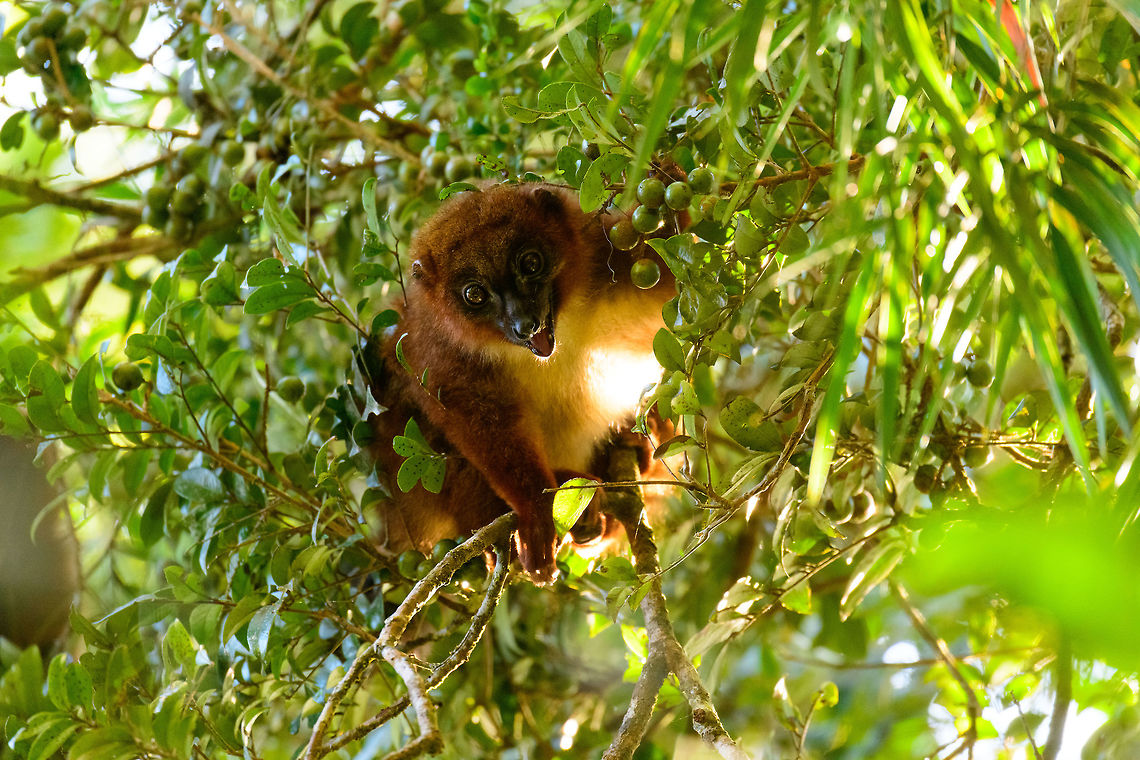 Red-bellied Lemur - feeding 4, Ranomafana, Madagascar We found this Red-bellied Lemur on our morning hike as it was making a lot of noise straight above us in the canopy. They are loud and sloppy eaters. Taking loud cracks at the nuts and constantly dropping the leftovers. In one of the shots you can see such a drop.<br />
<figure class="photo"><a href="https://www.jungledragon.com/image/84726/red-bellied_lemur_-_feeding_1_ranomafana_madagascar.html" title="Red-bellied Lemur - feeding 1, Ranomafana, Madagascar"><img src="https://s3.amazonaws.com/media.jungledragon.com/images/2/84726_thumb.jpg?AWSAccessKeyId=05GMT0V3GWVNE7GGM1R2&Expires=1759968010&Signature=ycqcVqoOLY0XSb5GcZRHinuFDvI%3D" width="200" height="146" alt="Red-bellied Lemur - feeding 1, Ranomafana, Madagascar We found this Red-bellied Lemur on our morning hike as it was making a lot of noise straight above us in the canopy. They are loud and sloppy eaters. Taking loud cracks at the nuts and constantly dropping the leftovers. In one of the shots you can see such a drop.<br />
https://www.jungledragon.com/image/84724/red-bellied_lemur_-_feeding_2_ranomafana_madagascar.html<br />
https://www.jungledragon.com/image/84722/red-bellied_lemur_-_feeding_3_ranomafana_madagascar.html<br />
https://www.jungledragon.com/image/84723/red-bellied_lemur_-_feeding_4_ranomafana_madagascar.html<br />
https://www.jungledragon.com/image/84725/red-bellied_lemur_-_feeding_5_ranomafana_madagascar.html<br />
 Africa,Eulemur rubriventer,Geotagged,Madagascar,Madagascar 2019,Ranomafana National Park,Red-bellied lemur,Winter,World" /></a></figure><br />
<figure class="photo"><a href="https://www.jungledragon.com/image/84724/red-bellied_lemur_-_feeding_2_ranomafana_madagascar.html" title="Red-bellied Lemur - feeding 2, Ranomafana, Madagascar"><img src="https://s3.amazonaws.com/media.jungledragon.com/images/2/84724_thumb.jpg?AWSAccessKeyId=05GMT0V3GWVNE7GGM1R2&Expires=1759968010&Signature=qu1%2Fg%2B1ugZSydgZZepGsbqA5S5Q%3D" width="200" height="158" alt="Red-bellied Lemur - feeding 2, Ranomafana, Madagascar We found this Red-bellied Lemur on our morning hike as it was making a lot of noise straight above us in the canopy. They are loud and sloppy eaters. Taking loud cracks at the nuts and constantly dropping the leftovers. In one of the shots you can see such a drop.<br />
https://www.jungledragon.com/image/84726/red-bellied_lemur_-_feeding_1_ranomafana_madagascar.html<br />
https://www.jungledragon.com/image/84722/red-bellied_lemur_-_feeding_3_ranomafana_madagascar.html<br />
https://www.jungledragon.com/image/84723/red-bellied_lemur_-_feeding_4_ranomafana_madagascar.html<br />
https://www.jungledragon.com/image/84725/red-bellied_lemur_-_feeding_5_ranomafana_madagascar.html<br />
 Africa,Eulemur rubriventer,Geotagged,Madagascar,Madagascar 2019,Ranomafana National Park,Red-bellied lemur,Winter,World" /></a></figure><br />
<figure class="photo"><a href="https://www.jungledragon.com/image/84722/red-bellied_lemur_-_feeding_3_ranomafana_madagascar.html" title="Red-bellied Lemur - feeding 3, Ranomafana, Madagascar"><img src="https://s3.amazonaws.com/media.jungledragon.com/images/2/84722_thumb.jpg?AWSAccessKeyId=05GMT0V3GWVNE7GGM1R2&Expires=1759968010&Signature=s2756%2F%2FJqN80WHReruRS5FdV4JE%3D" width="200" height="192" alt="Red-bellied Lemur - feeding 3, Ranomafana, Madagascar We found this Red-bellied Lemur on our morning hike as it was making a lot of noise straight above us in the canopy. They are loud and sloppy eaters. Taking loud cracks at the nuts and constantly dropping the leftovers. In one of the shots you can see such a drop.<br />
https://www.jungledragon.com/image/84726/red-bellied_lemur_-_feeding_1_ranomafana_madagascar.html<br />
https://www.jungledragon.com/image/84724/red-bellied_lemur_-_feeding_2_ranomafana_madagascar.html<br />
https://www.jungledragon.com/image/84723/red-bellied_lemur_-_feeding_4_ranomafana_madagascar.html<br />
https://www.jungledragon.com/image/84725/red-bellied_lemur_-_feeding_5_ranomafana_madagascar.html<br />
 Africa,Eulemur rubriventer,Madagascar,Madagascar 2019,Ranomafana National Park,Red-bellied lemur,World" /></a></figure><br />
<figure class="photo"><a href="https://www.jungledragon.com/image/84725/red-bellied_lemur_-_feeding_5_ranomafana_madagascar.html" title="Red-bellied Lemur - feeding 5, Ranomafana, Madagascar"><img src="https://s3.amazonaws.com/media.jungledragon.com/images/2/84725_thumb.jpg?AWSAccessKeyId=05GMT0V3GWVNE7GGM1R2&Expires=1759968010&Signature=osRyUia2YesLVfX0j1VmxXmhgqk%3D" width="200" height="174" alt="Red-bellied Lemur - feeding 5, Ranomafana, Madagascar We found this Red-bellied Lemur on our morning hike as it was making a lot of noise straight above us in the canopy. They are loud and sloppy eaters. Taking loud cracks at the nuts and constantly dropping the leftovers. In one of the shots you can see such a drop.<br />
https://www.jungledragon.com/image/84726/red-bellied_lemur_-_feeding_1_ranomafana_madagascar.html<br />
https://www.jungledragon.com/image/84724/red-bellied_lemur_-_feeding_2_ranomafana_madagascar.html<br />
https://www.jungledragon.com/image/84722/red-bellied_lemur_-_feeding_3_ranomafana_madagascar.html<br />
https://www.jungledragon.com/image/84723/red-bellied_lemur_-_feeding_4_ranomafana_madagascar.html<br />
 Africa,Eulemur rubriventer,Madagascar,Madagascar 2019,Ranomafana National Park,Red-bellied lemur,World" /></a></figure><br />
 Africa,Eulemur rubriventer,Madagascar,Madagascar 2019,Ranomafana National Park,Red-bellied lemur,World