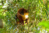 Red-bellied Lemur - feeding 4, Ranomafana, Madagascar We found this Red-bellied Lemur on our morning hike as it was making a lot of noise straight above us in the canopy. They are loud and sloppy eaters. Taking loud cracks at the nuts and constantly dropping the leftovers. In one of the shots you can see such a drop.<br />
https://www.jungledragon.com/image/84726/red-bellied_lemur_-_feeding_1_ranomafana_madagascar.html<br />
https://www.jungledragon.com/image/84724/red-bellied_lemur_-_feeding_2_ranomafana_madagascar.html<br />
https://www.jungledragon.com/image/84722/red-bellied_lemur_-_feeding_3_ranomafana_madagascar.html<br />
https://www.jungledragon.com/image/84725/red-bellied_lemur_-_feeding_5_ranomafana_madagascar.html<br />
 Africa,Eulemur rubriventer,Madagascar,Madagascar 2019,Ranomafana National Park,Red-bellied lemur,World