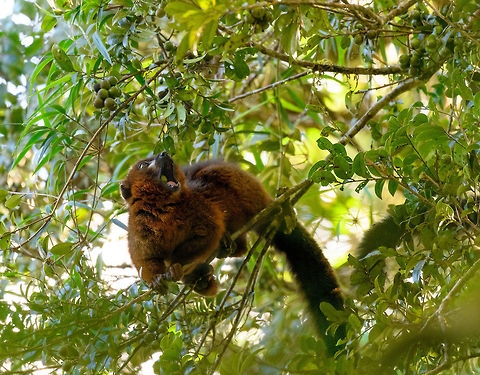Red-bellied Lemur - feeding 2, Ranomafana, Madagascar We found this Red-bellied Lemur on our morning hike as it was making a lot of noise straight above us in the canopy. They are loud and sloppy eaters. Taking loud cracks at the nuts and constantly dropping the leftovers. In one of the shots you can see such a drop.
https://www.jungledragon.com/image/84726/red-bellied_lemur_-_feeding_1_ranomafana_madagascar.html
https://www.jungledragon.com/image/84722/red-bellied_lemur_-_feeding_3_ranomafana_madagascar.html
https://www.jungledragon.com/image/84723/red-bellied_lemur_-_feeding_4_ranomafana_madagascar.html
https://www.jungledragon.com/image/84725/red-bellied_lemur_-_feeding_5_ranomafana_madagascar.html
 Africa,Eulemur rubriventer,Geotagged,Madagascar,Madagascar 2019,Ranomafana National Park,Red-bellied lemur,Winter,World