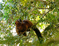Red-bellied Lemur - feeding 2, Ranomafana, Madagascar We found this Red-bellied Lemur on our morning hike as it was making a lot of noise straight above us in the canopy. They are loud and sloppy eaters. Taking loud cracks at the nuts and constantly dropping the leftovers. In one of the shots you can see such a drop.<br />
https://www.jungledragon.com/image/84726/red-bellied_lemur_-_feeding_1_ranomafana_madagascar.html<br />
https://www.jungledragon.com/image/84722/red-bellied_lemur_-_feeding_3_ranomafana_madagascar.html<br />
https://www.jungledragon.com/image/84723/red-bellied_lemur_-_feeding_4_ranomafana_madagascar.html<br />
https://www.jungledragon.com/image/84725/red-bellied_lemur_-_feeding_5_ranomafana_madagascar.html<br />
 Africa,Eulemur rubriventer,Geotagged,Madagascar,Madagascar 2019,Ranomafana National Park,Red-bellied lemur,Winter,World