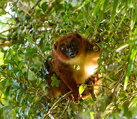 Red-bellied Lemur - feeding 5, Ranomafana, Madagascar We found this Red-bellied Lemur on our morning hike as it was making a lot of noise straight above us in the canopy. They are loud and sloppy eaters. Taking loud cracks at the nuts and constantly dropping the leftovers. In one of the shots you can see such a drop.<br />
https://www.jungledragon.com/image/84726/red-bellied_lemur_-_feeding_1_ranomafana_madagascar.html<br />
https://www.jungledragon.com/image/84724/red-bellied_lemur_-_feeding_2_ranomafana_madagascar.html<br />
https://www.jungledragon.com/image/84722/red-bellied_lemur_-_feeding_3_ranomafana_madagascar.html<br />
https://www.jungledragon.com/image/84723/red-bellied_lemur_-_feeding_4_ranomafana_madagascar.html<br />
 Africa,Eulemur rubriventer,Madagascar,Madagascar 2019,Ranomafana National Park,Red-bellied lemur,World