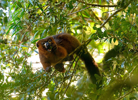 Red-bellied Lemur - feeding 1, Ranomafana, Madagascar We found this Red-bellied Lemur on our morning hike as it was making a lot of noise straight above us in the canopy. They are loud and sloppy eaters. Taking loud cracks at the nuts and constantly dropping the leftovers. In one of the shots you can see such a drop.
https://www.jungledragon.com/image/84724/red-bellied_lemur_-_feeding_2_ranomafana_madagascar.html
https://www.jungledragon.com/image/84722/red-bellied_lemur_-_feeding_3_ranomafana_madagascar.html
https://www.jungledragon.com/image/84723/red-bellied_lemur_-_feeding_4_ranomafana_madagascar.html
https://www.jungledragon.com/image/84725/red-bellied_lemur_-_feeding_5_ranomafana_madagascar.html
 Africa,Eulemur rubriventer,Geotagged,Madagascar,Madagascar 2019,Ranomafana National Park,Red-bellied lemur,Winter,World