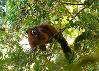 Red-bellied Lemur - feeding 1, Ranomafana, Madagascar We found this Red-bellied Lemur on our morning hike as it was making a lot of noise straight above us in the canopy. They are loud and sloppy eaters. Taking loud cracks at the nuts and constantly dropping the leftovers. In one of the shots you can see such a drop.<br />
https://www.jungledragon.com/image/84724/red-bellied_lemur_-_feeding_2_ranomafana_madagascar.html<br />
https://www.jungledragon.com/image/84722/red-bellied_lemur_-_feeding_3_ranomafana_madagascar.html<br />
https://www.jungledragon.com/image/84723/red-bellied_lemur_-_feeding_4_ranomafana_madagascar.html<br />
https://www.jungledragon.com/image/84725/red-bellied_lemur_-_feeding_5_ranomafana_madagascar.html<br />
 Africa,Eulemur rubriventer,Geotagged,Madagascar,Madagascar 2019,Ranomafana National Park,Red-bellied lemur,Winter,World
