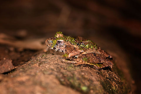 Gephyromantis ceratophrys 6 - side view, Ranomafana, Madagascar This is getting a little ridiculous, the 6th frog in a row that turns out to be the same species, despite looking quite different from the others. 
https://www.jungledragon.com/image/84728/gephyromantis_ceratophrys_6_-_top_view_ranomafana_madagascar.html
https://www.jungledragon.com/image/84729/gephyromantis_ceratophrys_6_-_top_view_closeup_ranomafana_madagascar.html Africa,Geotagged,Gephyromantis ceratophrys,Madagascar,Madagascar 2019,Ranomafana National Park,Winter,World