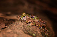 Gephyromantis ceratophrys 6 - side view, Ranomafana, Madagascar This is getting a little ridiculous, the 6th frog in a row that turns out to be the same species, despite looking quite different from the others. <br />
https://www.jungledragon.com/image/84728/gephyromantis_ceratophrys_6_-_top_view_ranomafana_madagascar.html<br />
https://www.jungledragon.com/image/84729/gephyromantis_ceratophrys_6_-_top_view_closeup_ranomafana_madagascar.html Africa,Geotagged,Gephyromantis ceratophrys,Madagascar,Madagascar 2019,Ranomafana National Park,Winter,World
