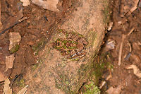 Gephyromantis ceratophrys 6 - top view, Ranomafana, Madagascar This is getting a little ridiculous, the 6th frog in a row that turns out to be the same species, despite looking quite different from the others. <br />
https://www.jungledragon.com/image/84727/gephyromantis_ceratophrys_6_-_side_view_ranomafana_madagascar.html<br />
https://www.jungledragon.com/image/84729/gephyromantis_ceratophrys_6_-_top_view_closeup_ranomafana_madagascar.html Africa,Gephyromantis ceratophrys,Madagascar,Madagascar 2019,Ranomafana National Park,World