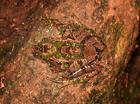 Gephyromantis ceratophrys 6 - top view, closeup Ranomafana, Madagascar This is getting a little ridiculous, the 6th frog in a row that turns out to be the same species, despite looking quite different from the others. <br />
https://www.jungledragon.com/image/84727/gephyromantis_ceratophrys_6_-_side_view_ranomafana_madagascar.html<br />
https://www.jungledragon.com/image/84728/gephyromantis_ceratophrys_6_-_top_view_ranomafana_madagascar.html Africa,Gephyromantis ceratophrys,Madagascar,Madagascar 2019,Ranomafana National Park,World