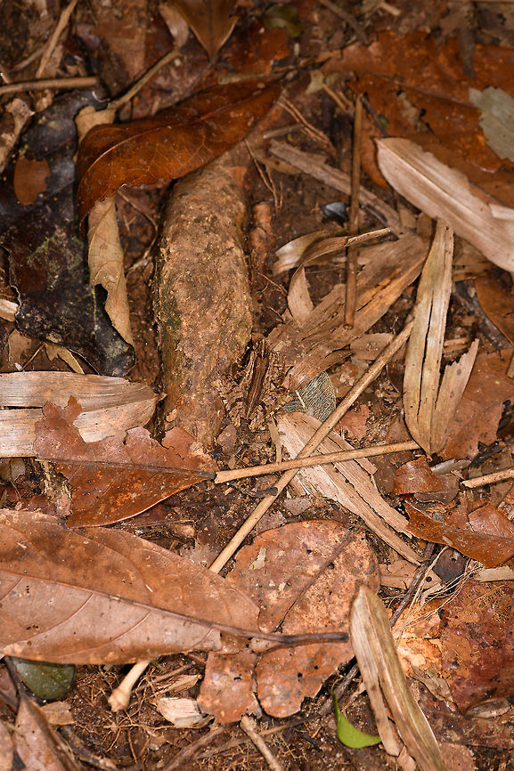 Gephyromantis ceratophrys 7 - top view, Ranomafana, Madagascar The 7th observation of this frog all on the same hike.<br />
<figure class="photo"><a href="https://www.jungledragon.com/image/84732/gephyromantis_ceratophrys_7_-_side_view_ranomafana_madagascar.html" title="Gephyromantis ceratophrys 7 - side view, Ranomafana, Madagascar"><img src="https://s3.amazonaws.com/media.jungledragon.com/images/2/84732_thumb.jpg?AWSAccessKeyId=05GMT0V3GWVNE7GGM1R2&Expires=1759968010&Signature=yVSLlItn3z92g3C1KNsxtFS3FwY%3D" width="200" height="134" alt="Gephyromantis ceratophrys 7 - side view, Ranomafana, Madagascar The 7th observation of this frog all on the same hike.<br />
https://www.jungledragon.com/image/84731/gephyromantis_ceratophrys_7_-_top_view_ranomafana_madagascar.html<br />
https://www.jungledragon.com/image/84733/gephyromantis_ceratophrys_7_-_side_view_closeup_ranomafana_madagascar.html Africa,Gephyromantis ceratophrys,Madagascar,Madagascar 2019,Ranomafana National Park,World" /></a></figure><br />
<figure class="photo"><a href="https://www.jungledragon.com/image/84733/gephyromantis_ceratophrys_7_-_side_view_closeup_ranomafana_madagascar.html" title="Gephyromantis ceratophrys 7 - side view closeup, Ranomafana, Madagascar"><img src="https://s3.amazonaws.com/media.jungledragon.com/images/2/84733_thumb.jpg?AWSAccessKeyId=05GMT0V3GWVNE7GGM1R2&Expires=1759968010&Signature=UltpEeFGDMlUzbc571sh2E3hrCM%3D" width="200" height="134" alt="Gephyromantis ceratophrys 7 - side view closeup, Ranomafana, Madagascar The 7th observation of this frog all on the same hike.<br />
https://www.jungledragon.com/image/84731/gephyromantis_ceratophrys_7_-_top_view_ranomafana_madagascar.html<br />
https://www.jungledragon.com/image/84732/gephyromantis_ceratophrys_7_-_side_view_ranomafana_madagascar.html Africa,Gephyromantis ceratophrys,Madagascar,Madagascar 2019,Ranomafana National Park,World" /></a></figure> Africa,Gephyromantis ceratophrys,Madagascar,Madagascar 2019,Ranomafana National Park,World