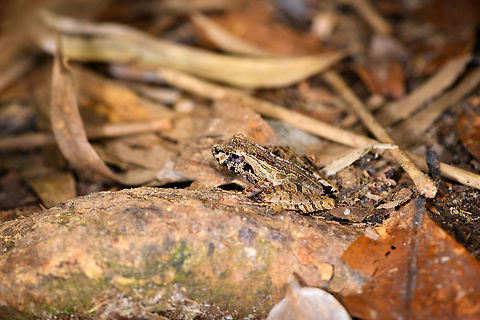 Gephyromantis ceratophrys 7 - side view, Ranomafana, Madagascar The 7th observation of this frog all on the same hike.
https://www.jungledragon.com/image/84731/gephyromantis_ceratophrys_7_-_top_view_ranomafana_madagascar.html
https://www.jungledragon.com/image/84733/gephyromantis_ceratophrys_7_-_side_view_closeup_ranomafana_madagascar.html Africa,Gephyromantis ceratophrys,Madagascar,Madagascar 2019,Ranomafana National Park,World