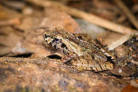 Gephyromantis ceratophrys 7 - side view closeup, Ranomafana, Madagascar The 7th observation of this frog all on the same hike.<br />
https://www.jungledragon.com/image/84731/gephyromantis_ceratophrys_7_-_top_view_ranomafana_madagascar.html<br />
https://www.jungledragon.com/image/84732/gephyromantis_ceratophrys_7_-_side_view_ranomafana_madagascar.html Africa,Gephyromantis ceratophrys,Madagascar,Madagascar 2019,Ranomafana National Park,World