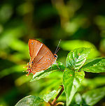 Saribia perroti, Ranomafana, Madagascar The Saribia genus is entirely endemic to Madagascar, part of the Metalmarks family. There's only 4 species in the genus, which can be difficult to distinguish. General color is an important indicator, see this other Saribia species we found years ago:<br />
https://www.jungledragon.com/image/34972/queen_of_night_saribia_ochracea.html Africa,Madagascar,Madagascar 2019,Ranomafana National Park,Saribia perroti,World