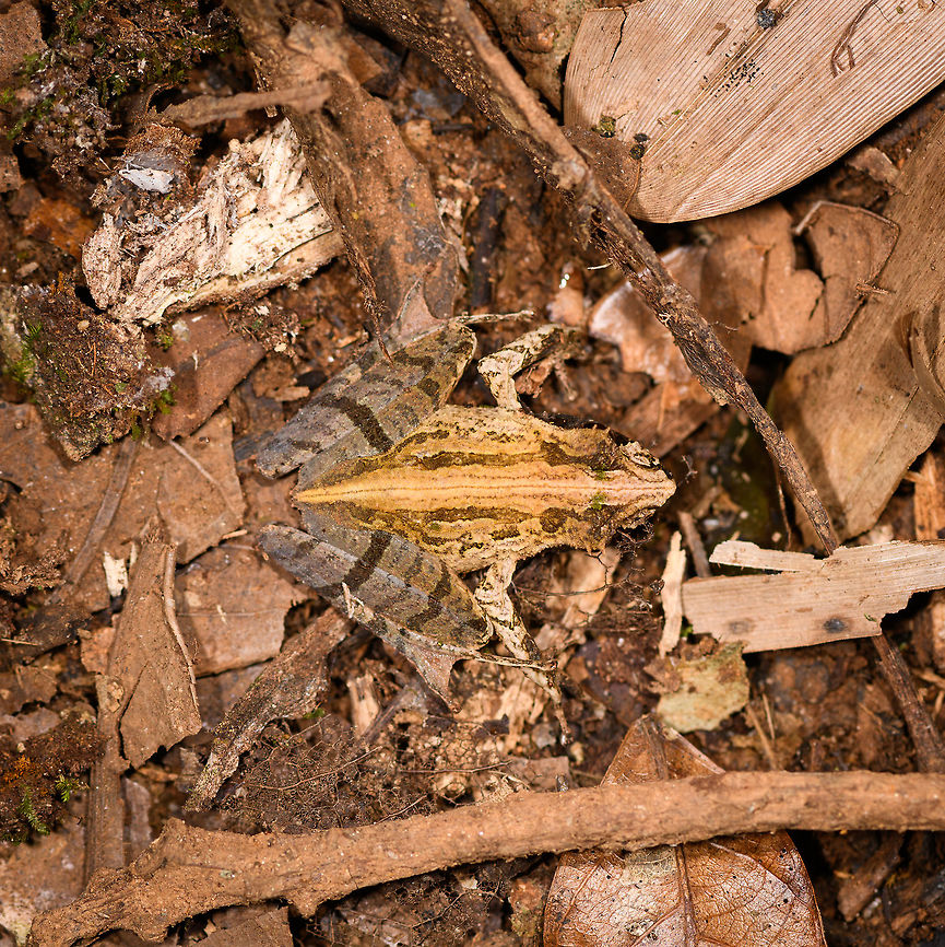 Gephyromantis ceratophrys 8, Ranomafana, Madagascar  Africa,Gephyromantis ceratophrys,Madagascar,Madagascar 2019,Ranomafana National Park,World
