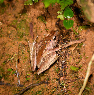 Gephyromantis ceratophrys 9, Ranomafana, Madagascar  Africa,Madagascar,Madagascar 2019,Ranomafana National Park,World