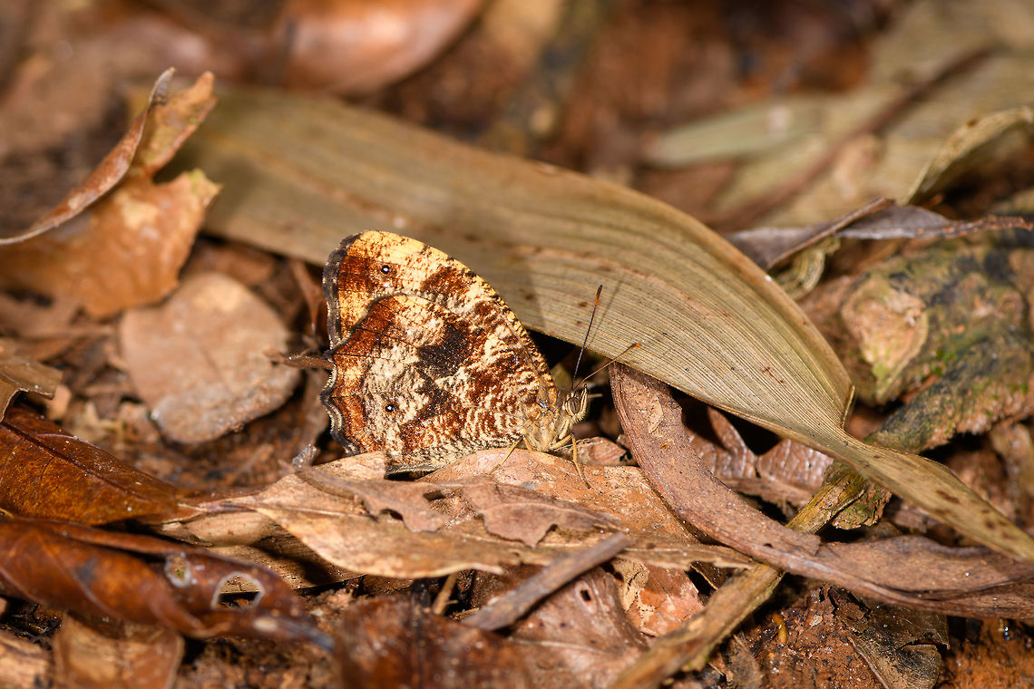 Speckled Satyrinae, Ranomafana, Madagascar ID in progress, help is welcome. Heavily patterned. Africa,Madagascar,Madagascar 2019,Ranomafana National Park,World