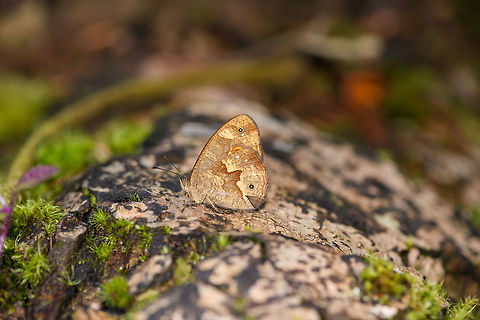 Heteropsis sp. 2, Ranomafana, Madagascar More beautiful than the typical heteropsis yet I did not succeed to identify it to the species level, even after checking all 74 species:
http://www.boldsystems.org/index.php/TaxBrowser_Taxonpage?taxid=210338
I was hoping for the dark triangle-shaped patch on the wing to be a useful key, but no luck yet. Africa,Geotagged,Madagascar,Madagascar 2019,Ranomafana National Park,Winter,World
