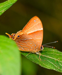 Saribia perroti - closeup, Ranomafana, Madagascar Second observation of this species, here's the earlier one:
https://www.jungledragon.com/image/84734/saribia_perroti_ranomafana_madagascar.html Africa,Madagascar,Madagascar 2019,Ranomafana National Park,Saribia perroti,World