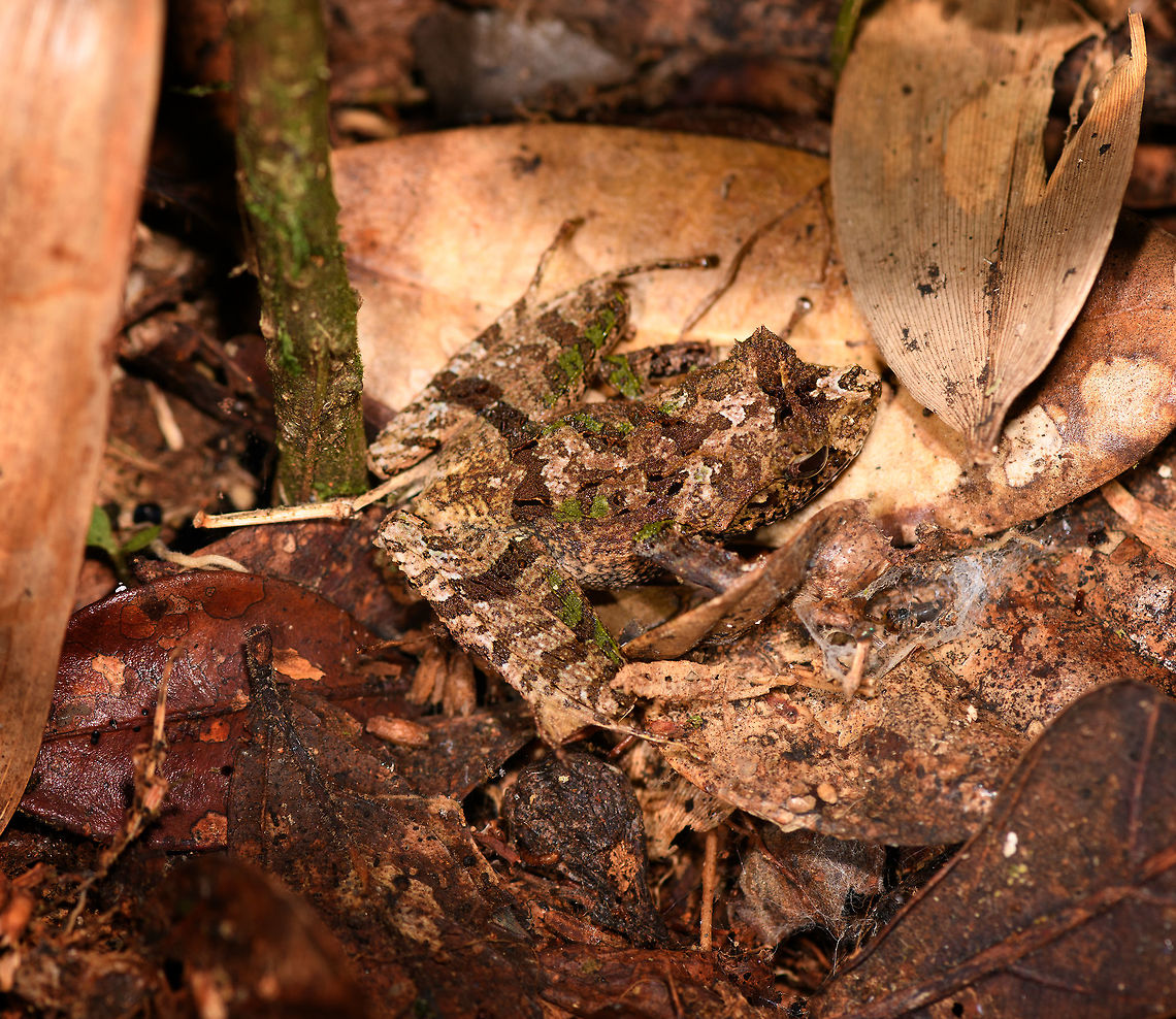 Gephyromantis ceratophrys 10, Ranomafana, Madagascar  Africa,Geotagged,Gephyromantis ceratophrys,Madagascar,Madagascar 2019,Ranomafana National Park,Winter,World
