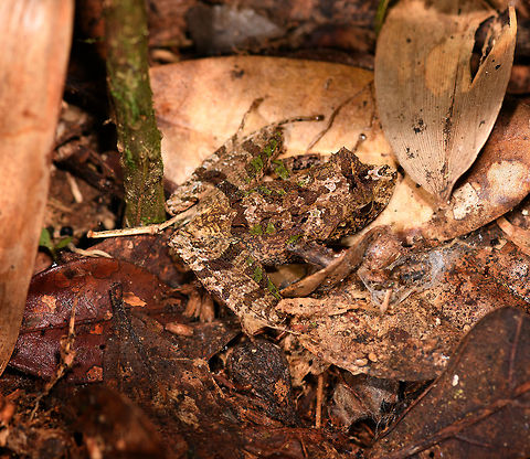 Gephyromantis ceratophrys 10, Ranomafana, Madagascar  Africa,Geotagged,Gephyromantis ceratophrys,Madagascar,Madagascar 2019,Ranomafana National Park,Winter,World