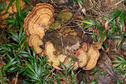 Bracket Fungi (Stereum sp.), Ranomafana, Madagascar Found on the rotting trunk of a fallen tree. Africa,Madagascar,Madagascar 2019,Ranomafana National Park,World