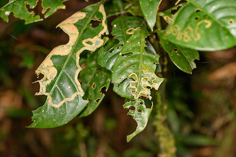 Leafminers, Ranomafana, Madagascar Heavily utilized leafs :) Africa,Madagascar,Madagascar 2019,Ranomafana National Park,World