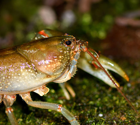 Astacoides crosnieri - closeup, Ranomafana, Madagascar Found in a shallow stream. It seems to be missing one forearm and one of its antennae. ID is presumed based on this reference:
https://www.inaturalist.org/observations/9489037
https://www.jungledragon.com/image/84769/astacoides_crosnieri_ranomafana_madagascar.html
https://www.jungledragon.com/image/84768/astacoides_crosnieri_-_top_view_ranomafana_madagascar.html Africa,Astacoides crosnieri,Madagascar,Madagascar 2019,Ranomafana National Park,World