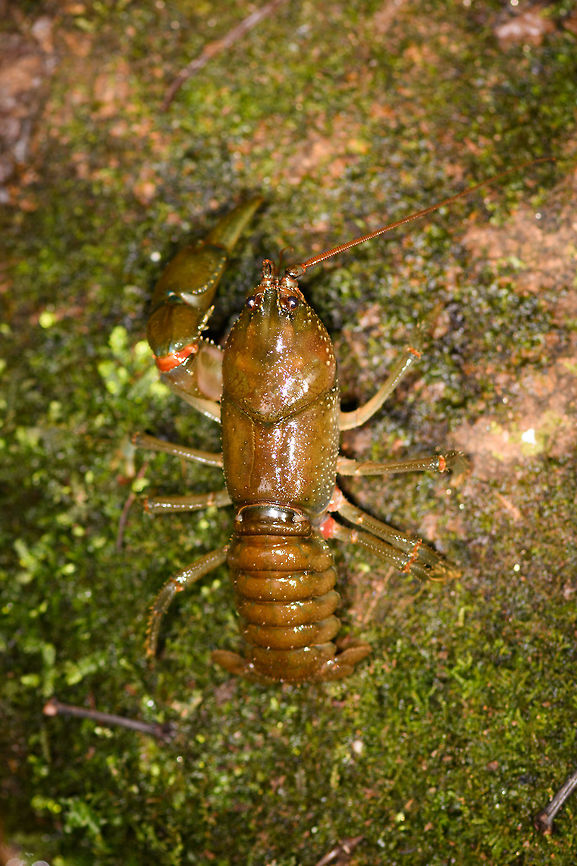 Astacoides crosnieri - top view, Ranomafana, Madagascar Found in a shallow stream. It seems to be missing one forearm and one of its antennae. ID is presumed based on this reference:<br />
<a href="https://www.inaturalist.org/observations/9489037" rel="nofollow">https://www.inaturalist.org/observations/9489037</a><br />
<figure class="photo"><a href="https://www.jungledragon.com/image/84769/astacoides_crosnieri_ranomafana_madagascar.html" title="Astacoides crosnieri, Ranomafana, Madagascar"><img src="https://s3.amazonaws.com/media.jungledragon.com/images/2/84769_thumb.jpg?AWSAccessKeyId=05GMT0V3GWVNE7GGM1R2&Expires=1759968010&Signature=3hUynjqxCDWalyS0yO%2BlVtiK8sg%3D" width="200" height="134" alt="Astacoides crosnieri, Ranomafana, Madagascar Found in a shallow stream. It seems to be missing one forearm and one of its antennae. ID is presumed based on this reference:<br />
https://www.inaturalist.org/observations/9489037<br />
https://www.jungledragon.com/image/84767/astacoides_crosnieri_-_closeup_ranomafana_madagascar.html<br />
https://www.jungledragon.com/image/84768/astacoides_crosnieri_-_top_view_ranomafana_madagascar.html Africa,Astacoides crosnieri,Madagascar,Madagascar 2019,Ranomafana National Park,World" /></a></figure><br />
<figure class="photo"><a href="https://www.jungledragon.com/image/84767/astacoides_crosnieri_-_closeup_ranomafana_madagascar.html" title="Astacoides crosnieri - closeup, Ranomafana, Madagascar"><img src="https://s3.amazonaws.com/media.jungledragon.com/images/2/84767_thumb.jpg?AWSAccessKeyId=05GMT0V3GWVNE7GGM1R2&Expires=1759968010&Signature=Xa8x6yyc9H9WVRIafo989j9adx0%3D" width="200" height="178" alt="Astacoides crosnieri - closeup, Ranomafana, Madagascar Found in a shallow stream. It seems to be missing one forearm and one of its antennae. ID is presumed based on this reference:<br />
https://www.inaturalist.org/observations/9489037<br />
https://www.jungledragon.com/image/84769/astacoides_crosnieri_ranomafana_madagascar.html<br />
https://www.jungledragon.com/image/84768/astacoides_crosnieri_-_top_view_ranomafana_madagascar.html Africa,Astacoides crosnieri,Madagascar,Madagascar 2019,Ranomafana National Park,World" /></a></figure> Africa,Astacoides crosnieri,Madagascar,Madagascar 2019,Ranomafana National Park,World