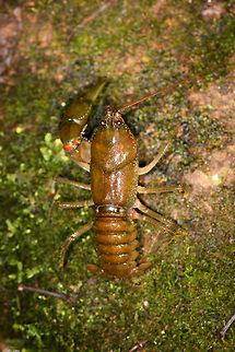 Astacoides crosnieri - top view, Ranomafana, Madagascar Found in a shallow stream. It seems to be missing one forearm and one of its antennae. ID is presumed based on this reference:
https://www.inaturalist.org/observations/9489037
https://www.jungledragon.com/image/84769/astacoides_crosnieri_ranomafana_madagascar.html
https://www.jungledragon.com/image/84767/astacoides_crosnieri_-_closeup_ranomafana_madagascar.html Africa,Astacoides crosnieri,Madagascar,Madagascar 2019,Ranomafana National Park,World