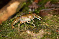 Astacoides crosnieri, Ranomafana, Madagascar Found in a shallow stream. It seems to be missing one forearm and one of its antennae. ID is presumed based on this reference:<br />
https://www.inaturalist.org/observations/9489037<br />
https://www.jungledragon.com/image/84767/astacoides_crosnieri_-_closeup_ranomafana_madagascar.html<br />
https://www.jungledragon.com/image/84768/astacoides_crosnieri_-_top_view_ranomafana_madagascar.html Africa,Astacoides crosnieri,Madagascar,Madagascar 2019,Ranomafana National Park,World