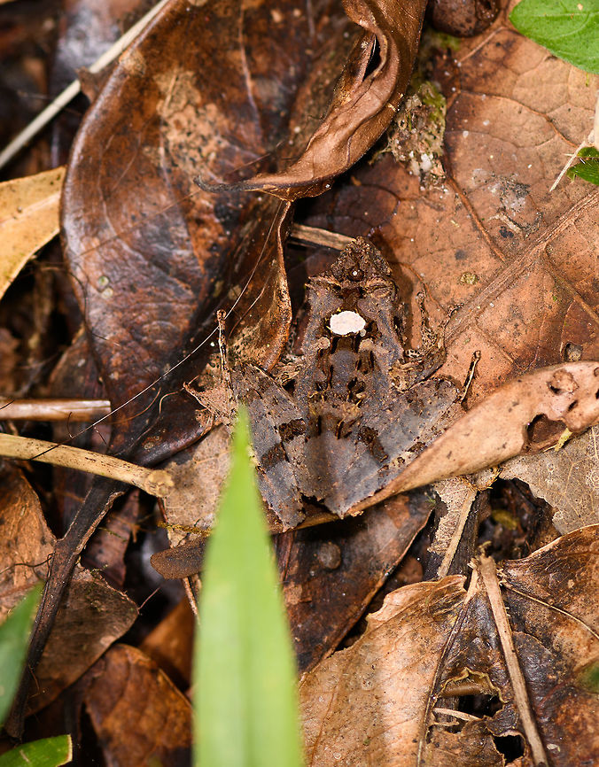 Gephyromantis ceratophrys 11, Ranomafana, Madagascar  Africa,Gephyromantis ceratophrys,Madagascar,Madagascar 2019,Ranomafana National Park,World