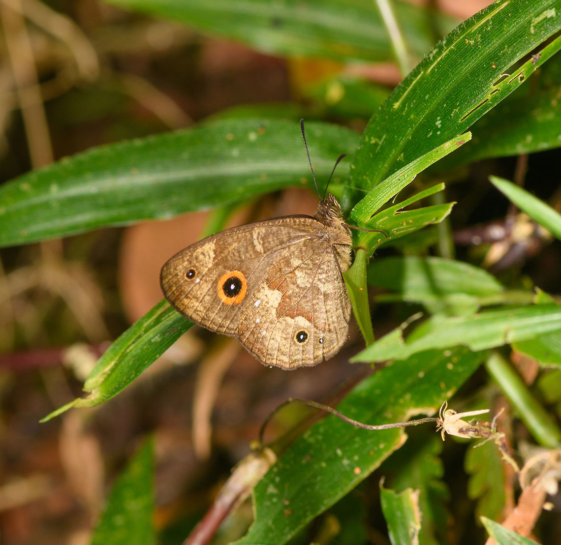 Heteropsis sp. 3, Ranomafana, Madagascar  Africa,Madagascar,Madagascar 2019,Ranomafana National Park,World
