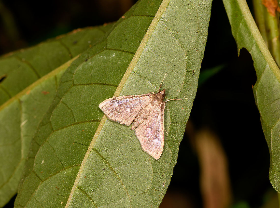 Cambridae - 2, Ranomafana, Madagascar Found on the underside of a leaf, about 2-3cm in size, pattern looks faded. Africa,Madagascar,Madagascar 2019,Ranomafana National Park,World