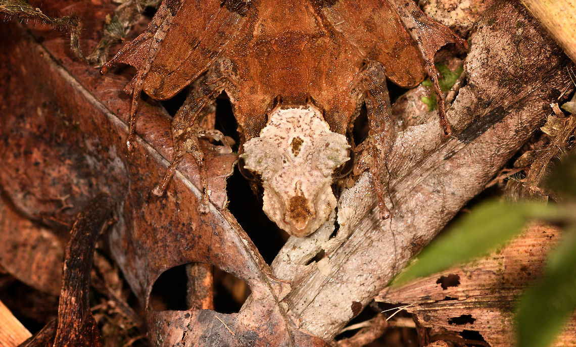 Skull-faced Gephyromantis ceratophrys - front, Ranomafana, Madagascar Out of the large series of Gephyromantis ceratophrys individuals found on this morning hike in Ranomafana, this morph/variation I consider the coolest. <br />
<figure class="photo"><a href="https://www.jungledragon.com/image/84794/skull-faced_gephyromantis_ceratophrys_ranomafana_madagascar.html" title="Skull-faced Gephyromantis ceratophrys, Ranomafana, Madagascar"><img src="https://s3.amazonaws.com/media.jungledragon.com/images/2/84794_thumb.jpg?AWSAccessKeyId=05GMT0V3GWVNE7GGM1R2&Expires=1767225610&Signature=dgj1Y%2BD0FmZEmqCISqZxa0SsHeE%3D" width="200" height="134" alt="Skull-faced Gephyromantis ceratophrys, Ranomafana, Madagascar Out of the large series of Gephyromantis ceratophrys individuals found on this morning hike in Ranomafana, this morph/variation I consider the coolest. <br />
https://www.jungledragon.com/image/84793/skull-faced_gephyromantis_ceratophrys_-_top_ranomafana_madagascar.html<br />
https://www.jungledragon.com/image/84791/skull-faced_gephyromantis_ceratophrys_-_front_ranomafana_madagascar.html<br />
https://www.jungledragon.com/image/84792/skull-faced_gephyromantis_ceratophrys_-_face_ranomafana_madagascar.html Africa,Gephyromantis ceratophrys,Madagascar,Madagascar 2019,Ranomafana National Park,World" /></a></figure><br />
<figure class="photo"><a href="https://www.jungledragon.com/image/84793/skull-faced_gephyromantis_ceratophrys_-_top_ranomafana_madagascar.html" title="Skull-faced Gephyromantis ceratophrys - top, Ranomafana, Madagascar"><img src="https://s3.amazonaws.com/media.jungledragon.com/images/2/84793_thumb.jpg?AWSAccessKeyId=05GMT0V3GWVNE7GGM1R2&Expires=1767225610&Signature=5%2B8rYCuyIfRfpKN30LykKRdGD3A%3D" width="200" height="168" alt="Skull-faced Gephyromantis ceratophrys - top, Ranomafana, Madagascar Out of the large series of Gephyromantis ceratophrys individuals found on this morning hike in Ranomafana, this morph/variation I consider the coolest. <br />
https://www.jungledragon.com/image/84794/skull-faced_gephyromantis_ceratophrys_ranomafana_madagascar.html<br />
https://www.jungledragon.com/image/84791/skull-faced_gephyromantis_ceratophrys_-_front_ranomafana_madagascar.html<br />
https://www.jungledragon.com/image/84792/skull-faced_gephyromantis_ceratophrys_-_face_ranomafana_madagascar.html Africa,Gephyromantis ceratophrys,Madagascar,Madagascar 2019,Mantidactylus luteus,Ranomafana National Park,White Madagascar Frog,World" /></a></figure><br />
<figure class="photo"><a href="https://www.jungledragon.com/image/84792/skull-faced_gephyromantis_ceratophrys_-_face_ranomafana_madagascar.html" title="Skull-faced Gephyromantis ceratophrys - face, Ranomafana, Madagascar"><img src="https://s3.amazonaws.com/media.jungledragon.com/images/2/84792_thumb.jpg?AWSAccessKeyId=05GMT0V3GWVNE7GGM1R2&Expires=1767225610&Signature=Om5A5AwOFt9VD7em0Ko2uXKC3TI%3D" width="200" height="122" alt="Skull-faced Gephyromantis ceratophrys - face, Ranomafana, Madagascar Out of the large series of Gephyromantis ceratophrys individuals found on this morning hike in Ranomafana, this morph/variation I consider the coolest. <br />
https://www.jungledragon.com/image/84794/skull-faced_gephyromantis_ceratophrys_ranomafana_madagascar.html<br />
https://www.jungledragon.com/image/84793/skull-faced_gephyromantis_ceratophrys_-_top_ranomafana_madagascar.html<br />
https://www.jungledragon.com/image/84791/skull-faced_gephyromantis_ceratophrys_-_front_ranomafana_madagascar.html Africa,Gephyromantis ceratophrys,Madagascar,Madagascar 2019,Ranomafana National Park,World" /></a></figure> Africa,Geotagged,Gephyromantis ceratophrys,Madagascar,Madagascar 2019,Ranomafana National Park,Winter,World