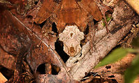 Skull-faced Gephyromantis ceratophrys - front, Ranomafana, Madagascar Out of the large series of Gephyromantis ceratophrys individuals found on this morning hike in Ranomafana, this morph/variation I consider the coolest. <br />
https://www.jungledragon.com/image/84794/skull-faced_gephyromantis_ceratophrys_ranomafana_madagascar.html<br />
https://www.jungledragon.com/image/84793/skull-faced_gephyromantis_ceratophrys_-_top_ranomafana_madagascar.html<br />
https://www.jungledragon.com/image/84792/skull-faced_gephyromantis_ceratophrys_-_face_ranomafana_madagascar.html Africa,Geotagged,Gephyromantis ceratophrys,Madagascar,Madagascar 2019,Ranomafana National Park,Winter,World
