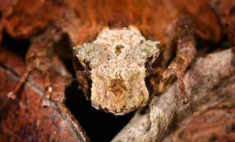 Skull-faced Gephyromantis ceratophrys - face, Ranomafana, Madagascar Out of the large series of Gephyromantis ceratophrys individuals found on this morning hike in Ranomafana, this morph/variation I consider the coolest. 
https://www.jungledragon.com/image/84794/skull-faced_gephyromantis_ceratophrys_ranomafana_madagascar.html
https://www.jungledragon.com/image/84793/skull-faced_gephyromantis_ceratophrys_-_top_ranomafana_madagascar.html
https://www.jungledragon.com/image/84791/skull-faced_gephyromantis_ceratophrys_-_front_ranomafana_madagascar.html Africa,Gephyromantis ceratophrys,Madagascar,Madagascar 2019,Ranomafana National Park,World