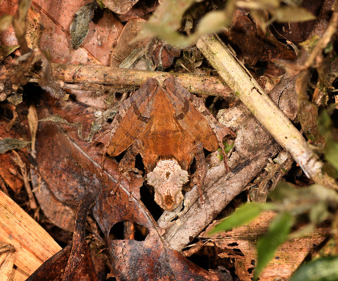 Skull-faced Gephyromantis ceratophrys - top, Ranomafana, Madagascar Out of the large series of Gephyromantis ceratophrys individuals found on this morning hike in Ranomafana, this morph/variation I consider the coolest. <br />
<figure class="photo"><a href="https://www.jungledragon.com/image/84794/skull-faced_gephyromantis_ceratophrys_ranomafana_madagascar.html" title="Skull-faced Gephyromantis ceratophrys, Ranomafana, Madagascar"><img src="https://s3.amazonaws.com/media.jungledragon.com/images/2/84794_thumb.jpg?AWSAccessKeyId=05GMT0V3GWVNE7GGM1R2&Expires=1767225610&Signature=dgj1Y%2BD0FmZEmqCISqZxa0SsHeE%3D" width="200" height="134" alt="Skull-faced Gephyromantis ceratophrys, Ranomafana, Madagascar Out of the large series of Gephyromantis ceratophrys individuals found on this morning hike in Ranomafana, this morph/variation I consider the coolest. <br />
https://www.jungledragon.com/image/84793/skull-faced_gephyromantis_ceratophrys_-_top_ranomafana_madagascar.html<br />
https://www.jungledragon.com/image/84791/skull-faced_gephyromantis_ceratophrys_-_front_ranomafana_madagascar.html<br />
https://www.jungledragon.com/image/84792/skull-faced_gephyromantis_ceratophrys_-_face_ranomafana_madagascar.html Africa,Gephyromantis ceratophrys,Madagascar,Madagascar 2019,Ranomafana National Park,World" /></a></figure><br />
<figure class="photo"><a href="https://www.jungledragon.com/image/84791/skull-faced_gephyromantis_ceratophrys_-_front_ranomafana_madagascar.html" title="Skull-faced Gephyromantis ceratophrys - front, Ranomafana, Madagascar"><img src="https://s3.amazonaws.com/media.jungledragon.com/images/2/84791_thumb.jpg?AWSAccessKeyId=05GMT0V3GWVNE7GGM1R2&Expires=1767225610&Signature=vZc39AGqdvnr5M%2FUHQ9zz8Bm8pA%3D" width="200" height="122" alt="Skull-faced Gephyromantis ceratophrys - front, Ranomafana, Madagascar Out of the large series of Gephyromantis ceratophrys individuals found on this morning hike in Ranomafana, this morph/variation I consider the coolest. <br />
https://www.jungledragon.com/image/84794/skull-faced_gephyromantis_ceratophrys_ranomafana_madagascar.html<br />
https://www.jungledragon.com/image/84793/skull-faced_gephyromantis_ceratophrys_-_top_ranomafana_madagascar.html<br />
https://www.jungledragon.com/image/84792/skull-faced_gephyromantis_ceratophrys_-_face_ranomafana_madagascar.html Africa,Geotagged,Gephyromantis ceratophrys,Madagascar,Madagascar 2019,Ranomafana National Park,Winter,World" /></a></figure><br />
<figure class="photo"><a href="https://www.jungledragon.com/image/84792/skull-faced_gephyromantis_ceratophrys_-_face_ranomafana_madagascar.html" title="Skull-faced Gephyromantis ceratophrys - face, Ranomafana, Madagascar"><img src="https://s3.amazonaws.com/media.jungledragon.com/images/2/84792_thumb.jpg?AWSAccessKeyId=05GMT0V3GWVNE7GGM1R2&Expires=1767225610&Signature=Om5A5AwOFt9VD7em0Ko2uXKC3TI%3D" width="200" height="122" alt="Skull-faced Gephyromantis ceratophrys - face, Ranomafana, Madagascar Out of the large series of Gephyromantis ceratophrys individuals found on this morning hike in Ranomafana, this morph/variation I consider the coolest. <br />
https://www.jungledragon.com/image/84794/skull-faced_gephyromantis_ceratophrys_ranomafana_madagascar.html<br />
https://www.jungledragon.com/image/84793/skull-faced_gephyromantis_ceratophrys_-_top_ranomafana_madagascar.html<br />
https://www.jungledragon.com/image/84791/skull-faced_gephyromantis_ceratophrys_-_front_ranomafana_madagascar.html Africa,Gephyromantis ceratophrys,Madagascar,Madagascar 2019,Ranomafana National Park,World" /></a></figure> Africa,Gephyromantis ceratophrys,Madagascar,Madagascar 2019,Mantidactylus luteus,Ranomafana National Park,White Madagascar Frog,World