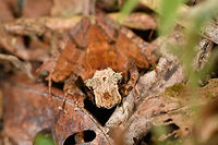 Skull-faced Gephyromantis ceratophrys, Ranomafana, Madagascar Out of the large series of Gephyromantis ceratophrys individuals found on this morning hike in Ranomafana, this morph/variation I consider the coolest. <br />
https://www.jungledragon.com/image/84793/skull-faced_gephyromantis_ceratophrys_-_top_ranomafana_madagascar.html<br />
https://www.jungledragon.com/image/84791/skull-faced_gephyromantis_ceratophrys_-_front_ranomafana_madagascar.html<br />
https://www.jungledragon.com/image/84792/skull-faced_gephyromantis_ceratophrys_-_face_ranomafana_madagascar.html Africa,Gephyromantis ceratophrys,Madagascar,Madagascar 2019,Ranomafana National Park,World