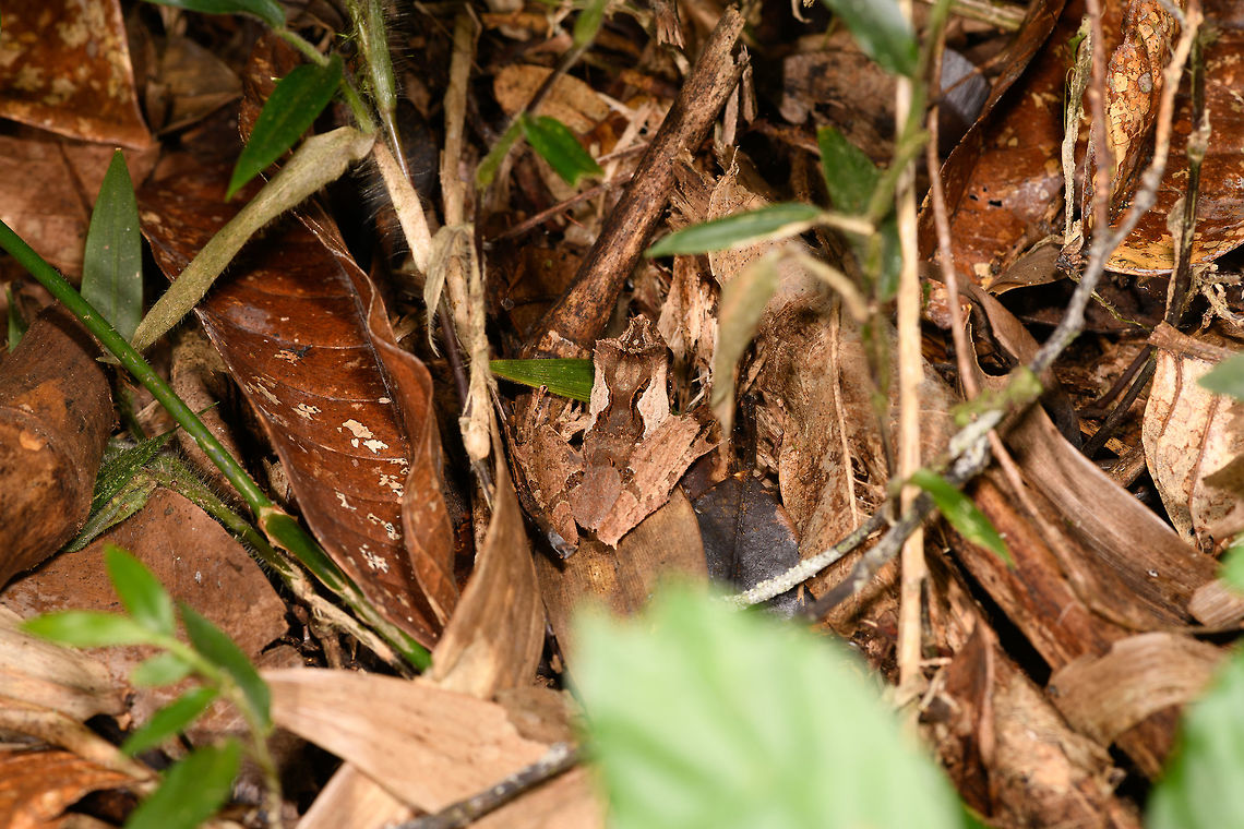 Gephyromantis ceratophrys 12, Ranomafana, Madagascar The best documented frog on JD? Africa,Gephyromantis ceratophrys,Madagascar,Madagascar 2019,Ranomafana National Park,World