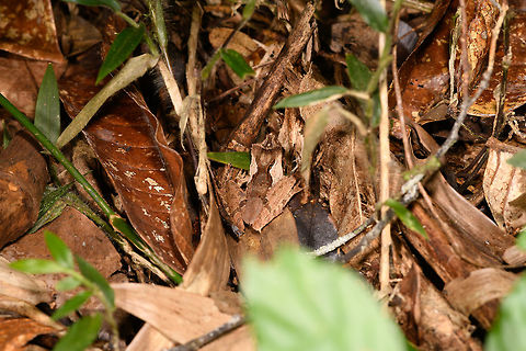 Gephyromantis ceratophrys 12, Ranomafana, Madagascar The best documented frog on JD? Africa,Gephyromantis ceratophrys,Madagascar,Madagascar 2019,Ranomafana National Park,World