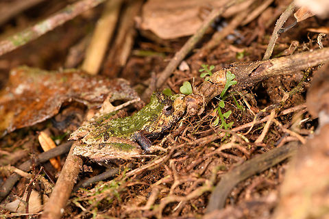 Green-backed Gephyromantis ceratophrys - side, Ranomafana, Madagascar https://www.jungledragon.com/image/84798/green-backed_gephyromantis_ceratophrys_-_top_ranomafana_madagascar.html
https://www.jungledragon.com/image/84797/green-backed_gephyromantis_ceratophrys_-_face_ranomafana_madagascar.html Africa,Gephyromantis ceratophrys,Madagascar,Madagascar 2019,Ranomafana National Park,World