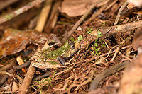 Green-backed Gephyromantis ceratophrys - side, Ranomafana, Madagascar https://www.jungledragon.com/image/84798/green-backed_gephyromantis_ceratophrys_-_top_ranomafana_madagascar.html<br />
https://www.jungledragon.com/image/84797/green-backed_gephyromantis_ceratophrys_-_face_ranomafana_madagascar.html Africa,Gephyromantis ceratophrys,Madagascar,Madagascar 2019,Ranomafana National Park,World