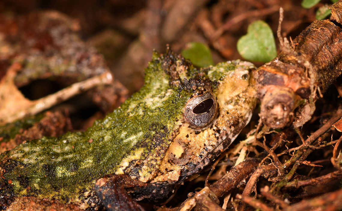 Green-backed Gephyromantis ceratophrys - face, Ranomafana, Madagascar <figure class="photo"><a href="https://www.jungledragon.com/image/84798/green-backed_gephyromantis_ceratophrys_-_top_ranomafana_madagascar.html" title="Green-backed Gephyromantis ceratophrys - top, Ranomafana, Madagascar"><img src="https://s3.amazonaws.com/media.jungledragon.com/images/2/84798_thumb.jpg?AWSAccessKeyId=05GMT0V3GWVNE7GGM1R2&Expires=1759968010&Signature=%2F8RDrwemtL9jWB%2Boic%2BI019TYf0%3D" width="128" height="152" alt="Green-backed Gephyromantis ceratophrys - top, Ranomafana, Madagascar https://www.jungledragon.com/image/84796/green-backed_gephyromantis_ceratophrys_-_side_ranomafana_madagascar.html<br />
https://www.jungledragon.com/image/84797/green-backed_gephyromantis_ceratophrys_-_face_ranomafana_madagascar.html Africa,Gephyromantis ceratophrys,Madagascar,Madagascar 2019,Ranomafana National Park,World" /></a></figure><br />
<figure class="photo"><a href="https://www.jungledragon.com/image/84796/green-backed_gephyromantis_ceratophrys_-_side_ranomafana_madagascar.html" title="Green-backed Gephyromantis ceratophrys - side, Ranomafana, Madagascar"><img src="https://s3.amazonaws.com/media.jungledragon.com/images/2/84796_thumb.jpg?AWSAccessKeyId=05GMT0V3GWVNE7GGM1R2&Expires=1759968010&Signature=sSRt3%2FA%2BhlG5MOOf3wh0c%2FV3JEw%3D" width="200" height="134" alt="Green-backed Gephyromantis ceratophrys - side, Ranomafana, Madagascar https://www.jungledragon.com/image/84798/green-backed_gephyromantis_ceratophrys_-_top_ranomafana_madagascar.html<br />
https://www.jungledragon.com/image/84797/green-backed_gephyromantis_ceratophrys_-_face_ranomafana_madagascar.html Africa,Gephyromantis ceratophrys,Madagascar,Madagascar 2019,Ranomafana National Park,World" /></a></figure> Africa,Gephyromantis ceratophrys,Madagascar,Madagascar 2019,Ranomafana National Park,World