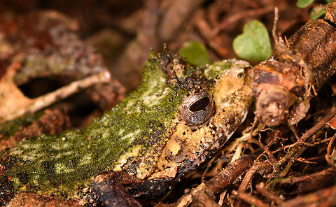 Green-backed Gephyromantis ceratophrys - face, Ranomafana, Madagascar https://www.jungledragon.com/image/84798/green-backed_gephyromantis_ceratophrys_-_top_ranomafana_madagascar.html
https://www.jungledragon.com/image/84796/green-backed_gephyromantis_ceratophrys_-_side_ranomafana_madagascar.html Africa,Gephyromantis ceratophrys,Madagascar,Madagascar 2019,Ranomafana National Park,World