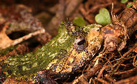Green-backed Gephyromantis ceratophrys - face, Ranomafana, Madagascar https://www.jungledragon.com/image/84798/green-backed_gephyromantis_ceratophrys_-_top_ranomafana_madagascar.html<br />
https://www.jungledragon.com/image/84796/green-backed_gephyromantis_ceratophrys_-_side_ranomafana_madagascar.html Africa,Gephyromantis ceratophrys,Madagascar,Madagascar 2019,Ranomafana National Park,World