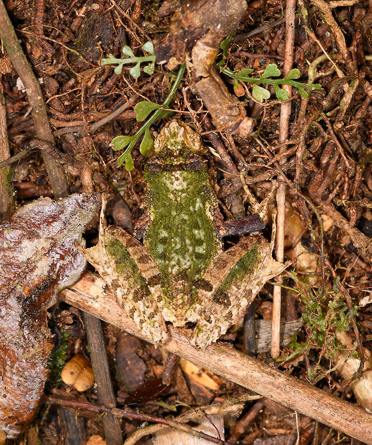 Green-backed Gephyromantis ceratophrys - top, Ranomafana, Madagascar <figure class="photo"><a href="https://www.jungledragon.com/image/84796/green-backed_gephyromantis_ceratophrys_-_side_ranomafana_madagascar.html" title="Green-backed Gephyromantis ceratophrys - side, Ranomafana, Madagascar"><img src="https://s3.amazonaws.com/media.jungledragon.com/images/2/84796_thumb.jpg?AWSAccessKeyId=05GMT0V3GWVNE7GGM1R2&Expires=1767225610&Signature=BERbMLL0M1Lngpf1hEpqTM3fkOs%3D" width="200" height="134" alt="Green-backed Gephyromantis ceratophrys - side, Ranomafana, Madagascar https://www.jungledragon.com/image/84798/green-backed_gephyromantis_ceratophrys_-_top_ranomafana_madagascar.html<br />
https://www.jungledragon.com/image/84797/green-backed_gephyromantis_ceratophrys_-_face_ranomafana_madagascar.html Africa,Gephyromantis ceratophrys,Madagascar,Madagascar 2019,Ranomafana National Park,World" /></a></figure><br />
<figure class="photo"><a href="https://www.jungledragon.com/image/84797/green-backed_gephyromantis_ceratophrys_-_face_ranomafana_madagascar.html" title="Green-backed Gephyromantis ceratophrys - face, Ranomafana, Madagascar"><img src="https://s3.amazonaws.com/media.jungledragon.com/images/2/84797_thumb.jpg?AWSAccessKeyId=05GMT0V3GWVNE7GGM1R2&Expires=1767225610&Signature=PZvzS93DmZgilc2PrEiEFzcla4E%3D" width="200" height="124" alt="Green-backed Gephyromantis ceratophrys - face, Ranomafana, Madagascar https://www.jungledragon.com/image/84798/green-backed_gephyromantis_ceratophrys_-_top_ranomafana_madagascar.html<br />
https://www.jungledragon.com/image/84796/green-backed_gephyromantis_ceratophrys_-_side_ranomafana_madagascar.html Africa,Gephyromantis ceratophrys,Madagascar,Madagascar 2019,Ranomafana National Park,World" /></a></figure> Africa,Gephyromantis ceratophrys,Madagascar,Madagascar 2019,Ranomafana National Park,World