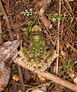 Green-backed Gephyromantis ceratophrys - top, Ranomafana, Madagascar https://www.jungledragon.com/image/84796/green-backed_gephyromantis_ceratophrys_-_side_ranomafana_madagascar.html
https://www.jungledragon.com/image/84797/green-backed_gephyromantis_ceratophrys_-_face_ranomafana_madagascar.html Africa,Gephyromantis ceratophrys,Madagascar,Madagascar 2019,Ranomafana National Park,World