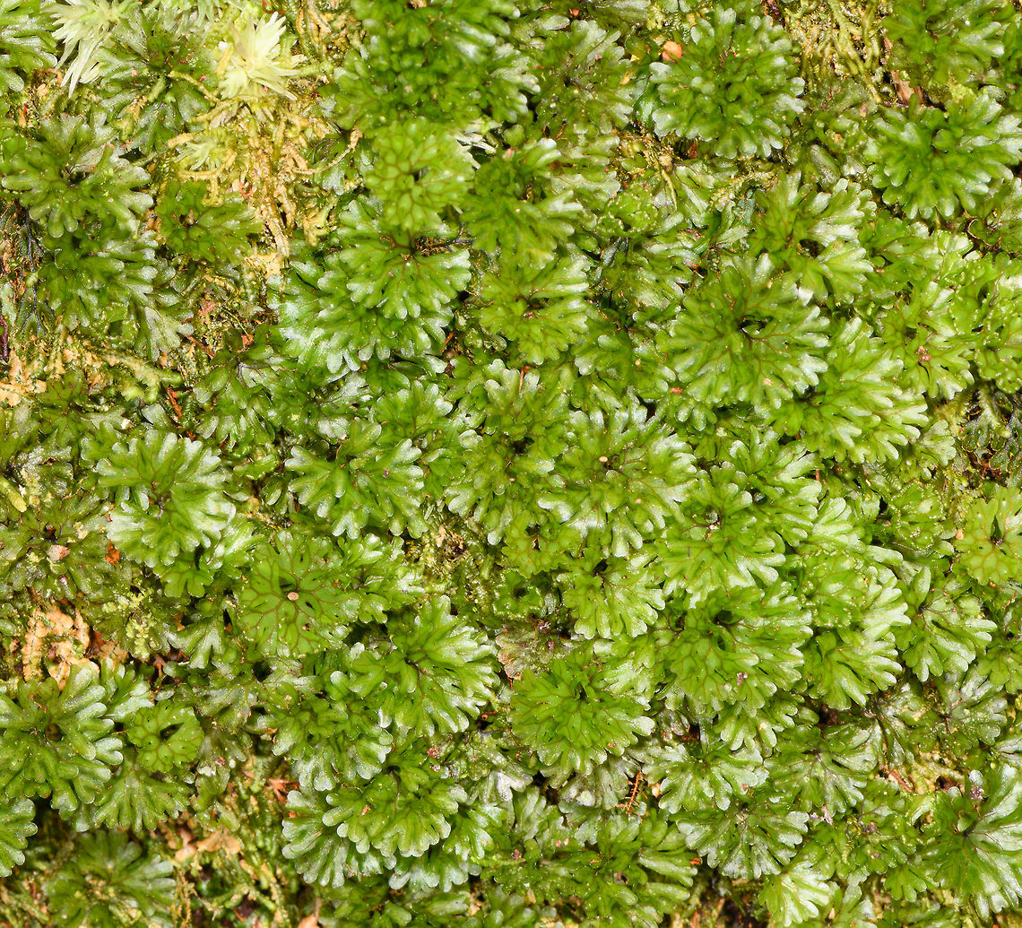 Flower moss on tree, Ranomafana, Madagascar Closeup of a moss which covered a standing tree in Ranomafana, Madagascar. Africa,Madagascar,Madagascar 2019,Ranomafana National Park,World