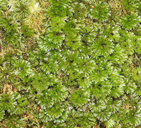 Flower moss on tree, Ranomafana, Madagascar Closeup of a moss which covered a standing tree in Ranomafana, Madagascar. Africa,Madagascar,Madagascar 2019,Ranomafana National Park,World